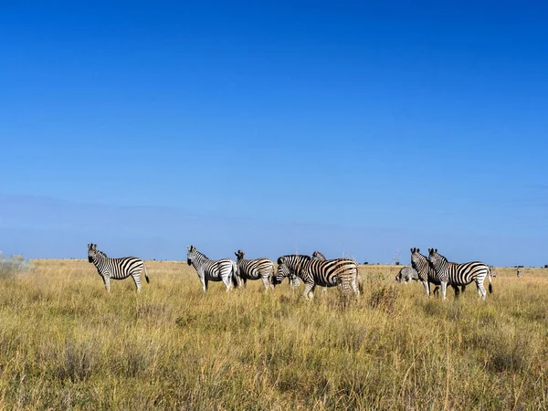 达马拉斑马群 Burchelli 安帝古伦 Makgadikgadi 国家公园的高大草丛中 博茨瓦纳 — 图库照片