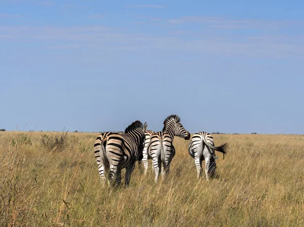 Alárió Zebra Csorda Equus Burchelli Antiquorumot Magas Fűben Makgadikgadi Nemzeti — Stock Fotó