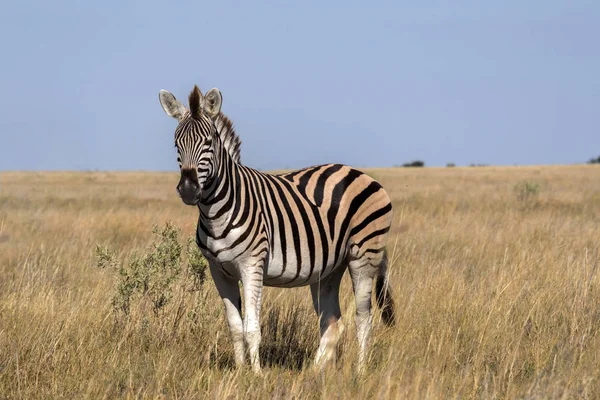 Garanhão Damara Zebra Equus Burchelli Antiquorum Grama Alta Parque Nacional — Fotografia de Stock