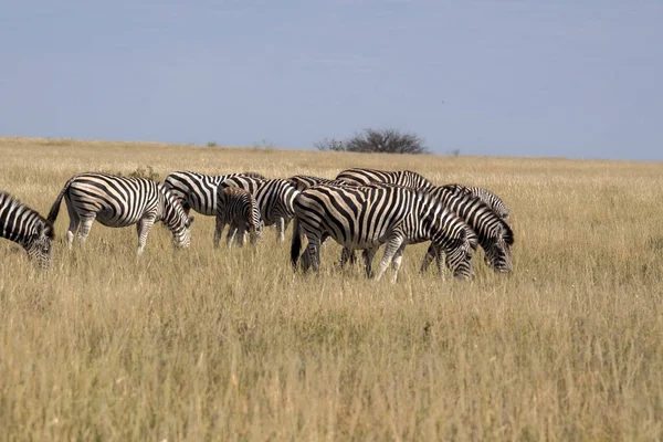 Damara Zebra Stada Equus Burchelli Antiquorum Wysokiej Trawie Parku Narodowego — Zdjęcie stockowe