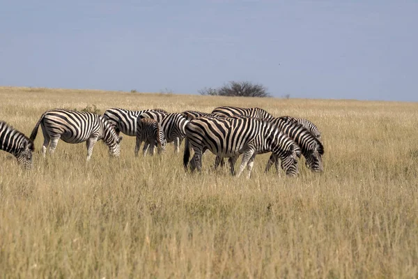 达马拉斑马群 Burchelli 安帝古伦 Makgadikgadi 国家公园的高大草丛中 博茨瓦纳 — 图库照片