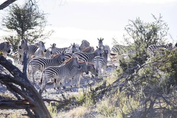 Damara Zebra Equus Burchelli Antiquorum Rio Boteti Parque Nacional Makgadikgadi — Fotografia de Stock