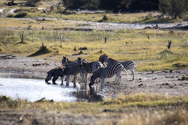 Alárió Zebra Csorda Equus Burchelli Antiquorumot Boteti Folyó Makgadikgadi Nemzeti — Stock Fotó