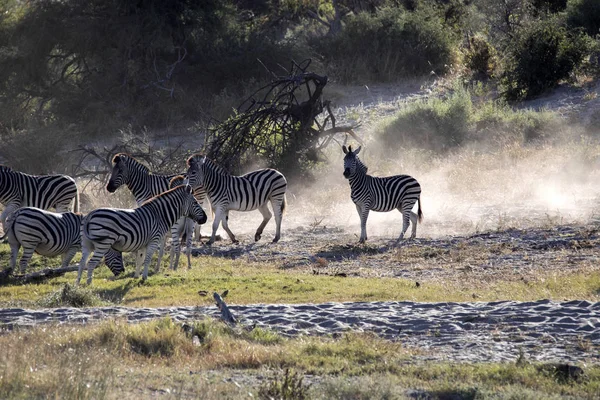 Damara Zebra Kudde Equus Burchelli Antiquorum Boteti Rivier Makgadikgadi Nationaal — Stockfoto