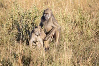 Big male Chacma Baboon, Papio ursinus griseipes, in mating with penile erection, Bwabwata, Botswana