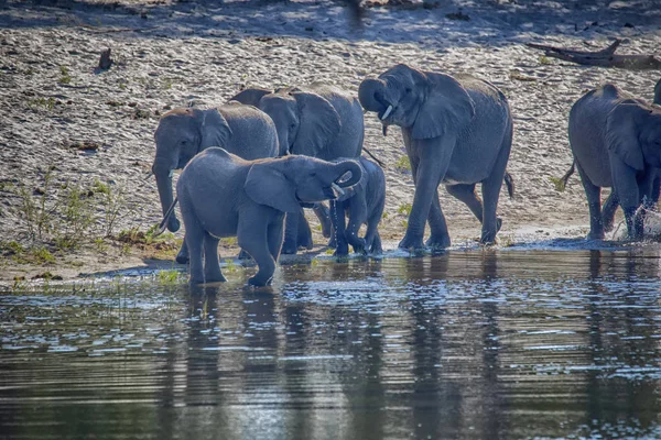 Eine Herde Afrikanischer Elefanten Trinkt Aus Hufeisen Bwabwata Botswana — Stockfoto