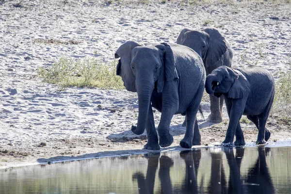 Eine Herde Afrikanischer Elefanten Trinkt Aus Hufeisen Bwabwata Botswana — Stockfoto