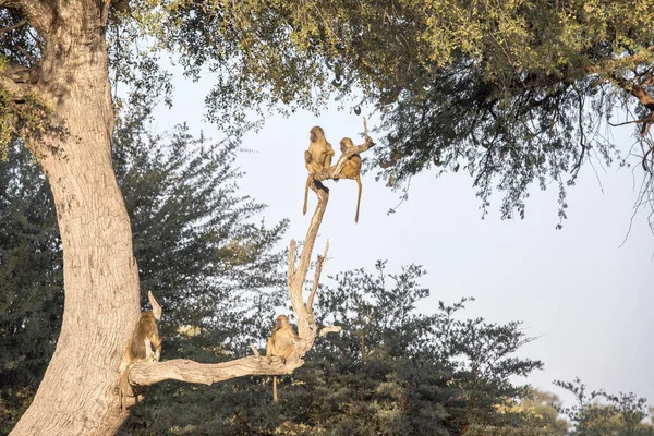 Chacma Baboon Juegos Papio Ursinus Griseipes Bwabwata Botswana — Foto de Stock