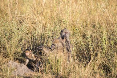 Büyük erkek Chacma yüksek çimen, Bwabwata, Botswana oturan babun, Papio ursinus griseipes,
