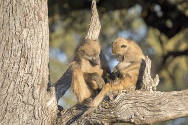 Saç bakım Chacma babun, Papio ursinus griseipes, Bwabwata, Botsvana