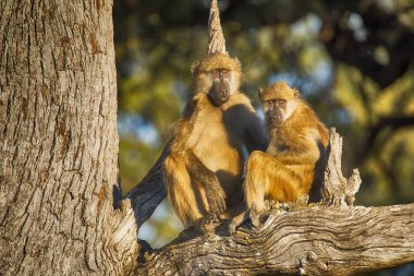 Saç bakım Chacma babun, Papio ursinus griseipes, Bwabwata, Botsvana