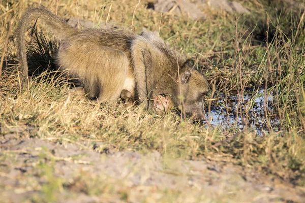 Žena Čakma Papio Ursinus Griseipes Pití Vody Holkou Břicho Bwabwata — Stock fotografie