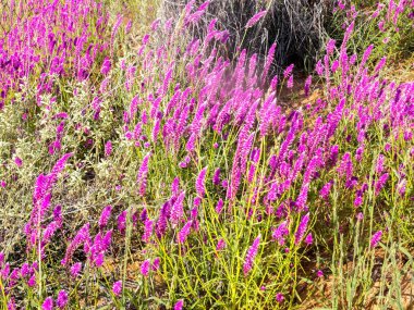 Çiçek açan çöl, Kalahari Güney Afrika
