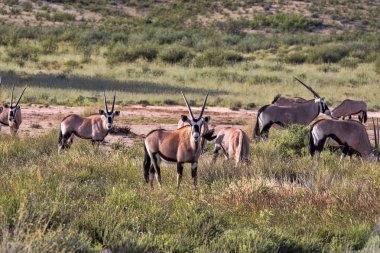 Gemsbok, Oryx gazella gazela, Kalahari Güney Afrika sürüsü