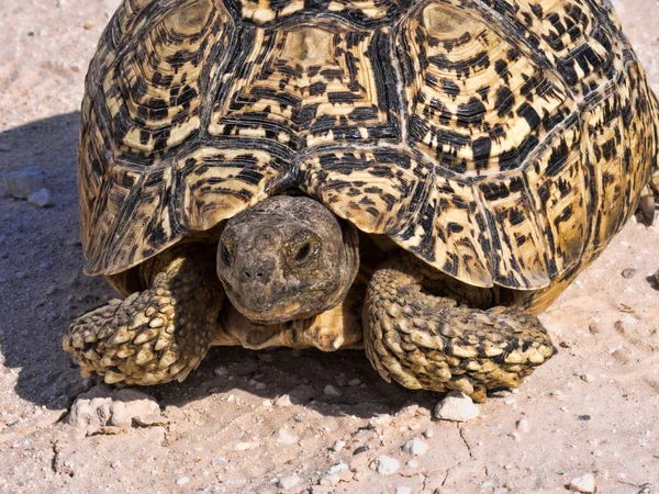 Leopárd Teknős Stigmochelys Pardalis Kalahári Dél Afrikai Köztársaság — Stock Fotó