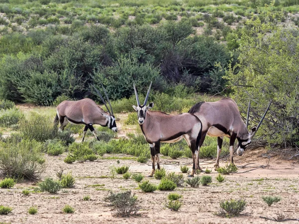 Gemsbok Oryx Gazella Gazela Kalahari Güney Afrika Sürüsü — Stok fotoğraf