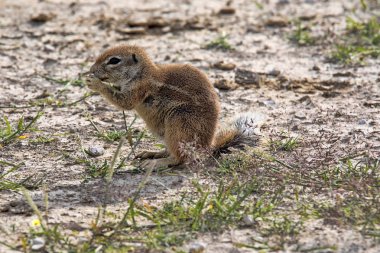 Çizgili zemin sincap, Xerus erythropus üzerinde çiçek açan Kalahari Çölü, Güney Afrika