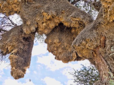 Dev yuva sürmeli weaver, Philetairus Drusus'un, Kalahari, Güney Afrika
