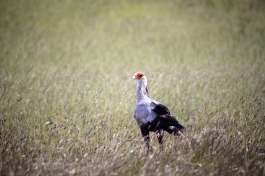 Sekreter kuşu, yay serpentarius, Kalahari, Güney Afrika
