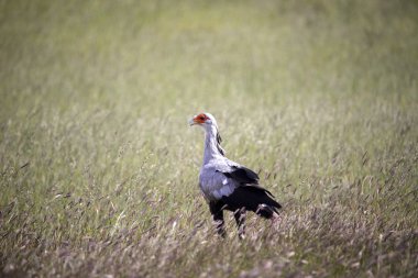 Sekreter kuşu, yay serpentarius, Kalahari, Güney Afrika