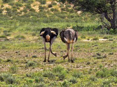 Çift devekuşu, Struthio camelus, Kalahari, Güney Afrika