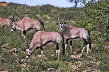 Gemsbok, Oryx gazella gazella, uzun otların, Kalahari Güney Afrika
