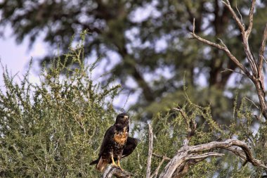 Kara çaylak, Milvus migrans, Kalahari, Güney Afrika