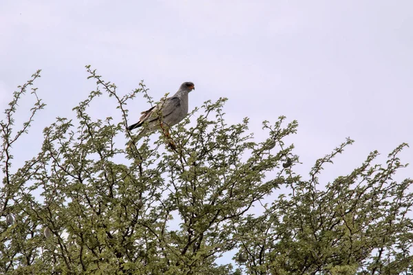 Blasser Singender Habicht Melierax Canorus Einem Hohen Baum Kalahari Südafrika — Stockfoto