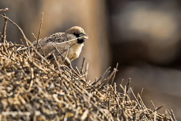 Sociable Weaver Philetairus Socius Nesting Kalahari South Africa — стоковое фото