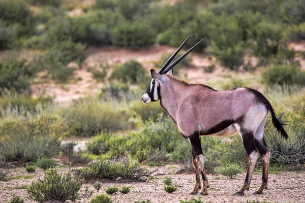 Nyársas Antilop Oryx Gazella Gazela Kalahári Dél Afrikai Köztársaság — Stock Fotó