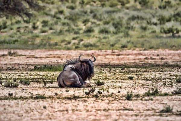 Wildebeest Connochaetes Taurinus Kalahari África Sul — Fotografia de Stock