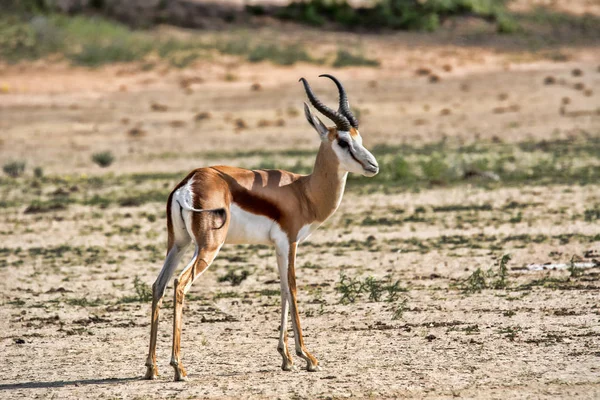 Springbok Antidorcas Marsupialis Legelő Kalahári Dél Afrikai Köztársaság — Stock Fotó