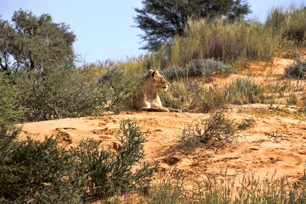 Leoa Inclinada Panthera Leo Kalahari África Sul — Fotografia de Stock