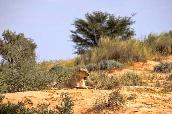 Lwica Pochylony Panthera Leo Kalahari Rpa — Zdjęcie stockowe