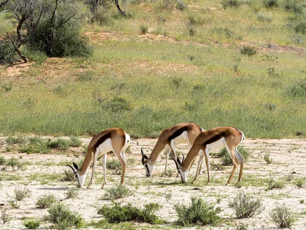 Springbok Antidorcas Marsupialis Pascolo Kalahari Sudafrica — Foto Stock