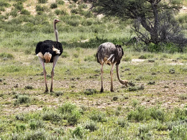Par Avestruz Struthio Camelus Kalahari Sudáfrica —  Fotos de Stock
