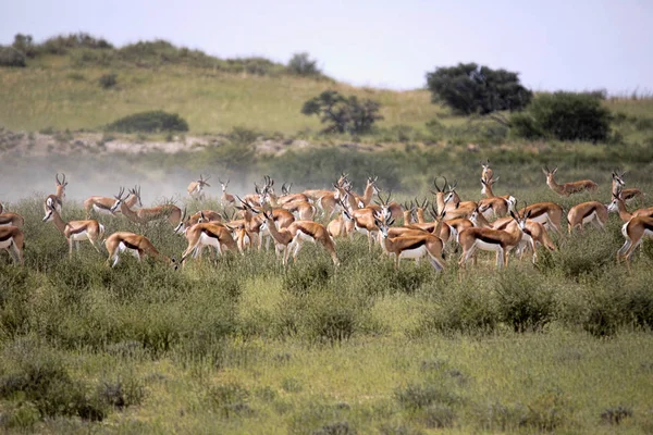 Gran Grupo Springbok Antidorcas Marsupialis Pastos Kalahari Sudáfrica —  Fotos de Stock