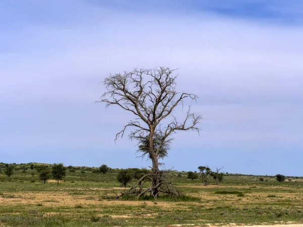 Árvores Secas Gemsbok National Park Kalahari África Sul — Fotografia de Stock