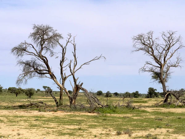 Árvores Secas Gemsbok National Park Kalahari África Sul — Fotografia de Stock