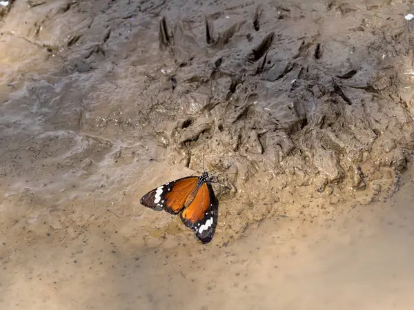 Бабочка Сосёт Грязную Воду Национальном Парке Гемсбок Калахари Южная Африка — стоковое фото