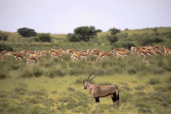 Big Group Springbok Antidorcas Marsupialis Pasto Kalahari África Sul — Fotografia de Stock