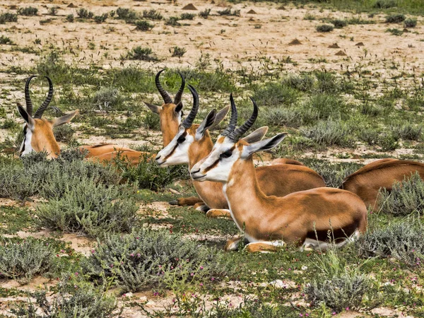 Fekvő Springbok Antidorcas Marsupialis Kalahári Dél Afrikai Köztársaság — Stock Fotó