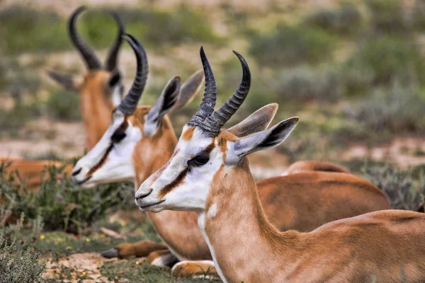 Retrato Springbok Antidorcas Marsupialis Kalahari África Sul — Fotografia de Stock