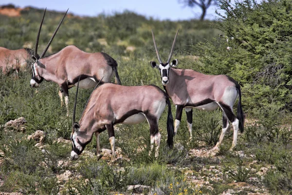 Nyársas Antilop Oryx Gazella Gazella Magas Fűben Kalahári Dél Afrikai — Stock Fotó