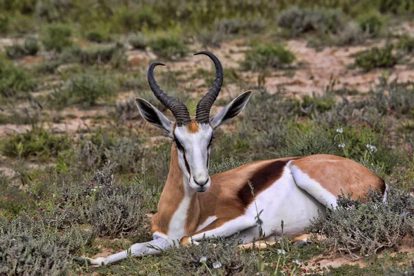Mentira Springbok Antidorcas Marsupialis Kalahari Sudáfrica — Foto de Stock