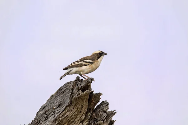 Schwarzwürger Lanius Minor Kalahari Südafrika — Stockfoto