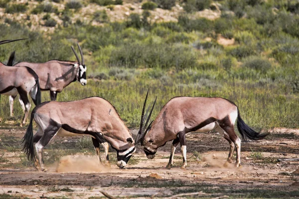 Nyársas Antilop Oryx Gazella Gazella Férfi Harc Kalahári Dél Afrikai — Stock Fotó