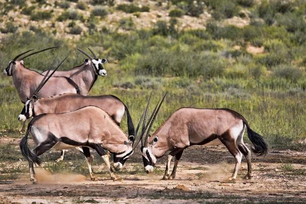 Nyársas Antilop Oryx Gazella Gazella Férfi Harc Kalahári Dél Afrikai — Stock Fotó