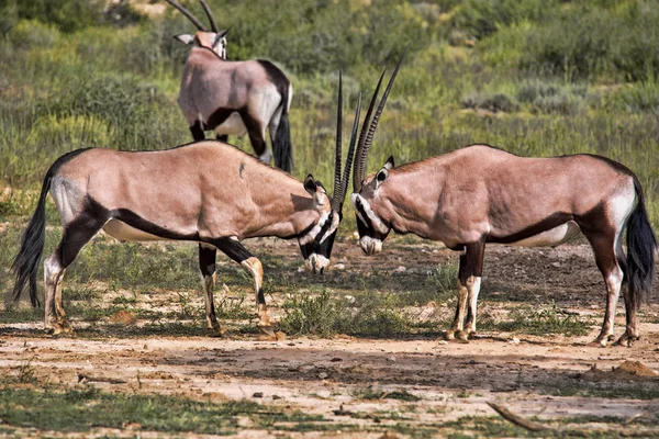 Gemsbock Oryx Gazella Gazella Manliga Strid Kalahari Sydafrika — Stockfoto