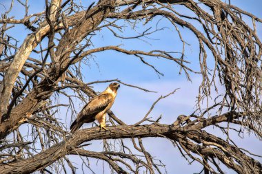 Kara çaylak, Milvus migrans, Kalahari, Güney Afrika